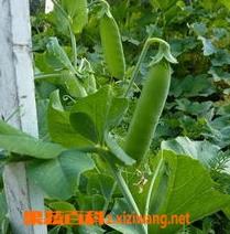青豆的栽培技术 青豆的种植方法和技术