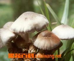 几种草菇常见病害的防治 草菇病虫害用什么药