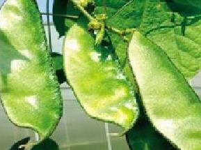 扁豆栽种技巧 扁豆栽种方法