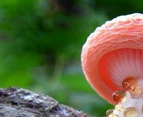 蘑菇疣孢霉病 蘑菇长霉菌