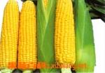 玉米 玉米的营养价值和功效