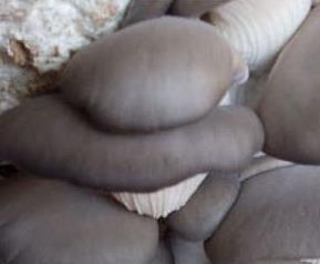 平菇的营养价值 平菇的营养价值及功效与作用禁忌副作用