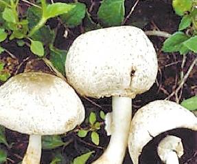 蘑菇的营养价值和蘑菇食用效果 蘑菇的用途和营养价值