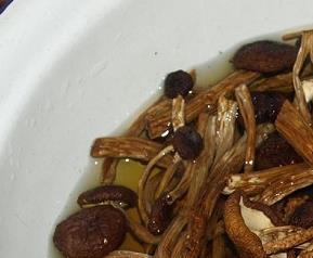 茶树菇常见病害 茶树菇病虫害