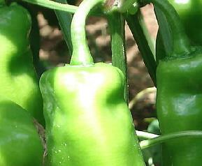 辣椒品种有哪些,有什么特点 辣椒种类和特点