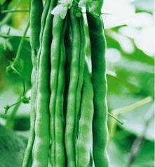 架豆栽培种植要点 架豆的种植与管理
