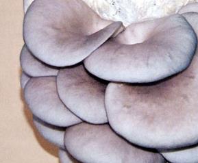 蘑菇的营养价值 蘑菇的营养价值及功效与禁忌
