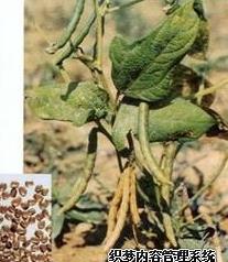 赤小豆的功效与作用 赤小豆的功效与作用及营养