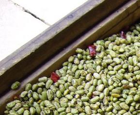 青豆营养价值和食疗作用 青豆的营养与作用