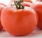 大棚番茄谨防脐腐病 番茄脐腐病是什么病害
