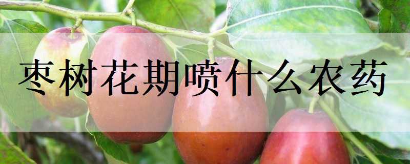 枣树花期喷什么农药