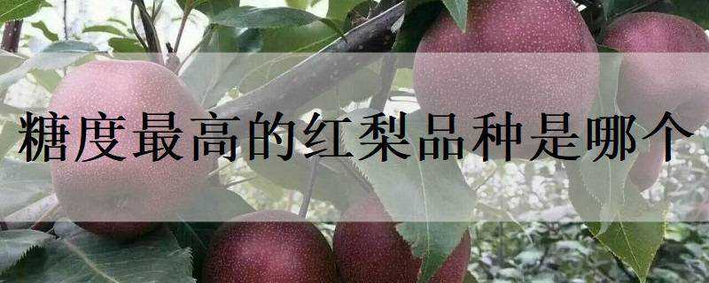 糖度最高的红梨品种是哪个 糖度最高的红梨品种是哪个国家
