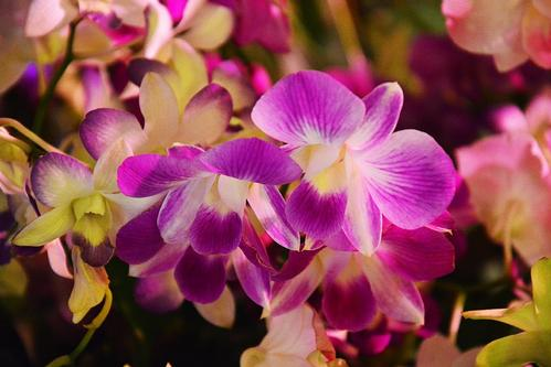 彩虹兰花开花怎么养（彩虹兰花开花怎么养护）