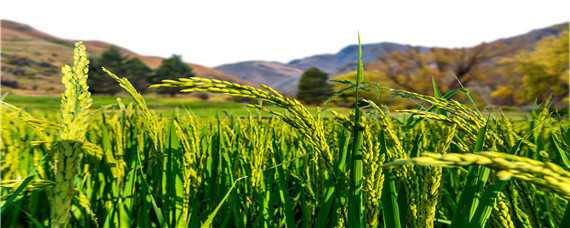水稻增产增效推荐栽培技术，水稻怎么种植
