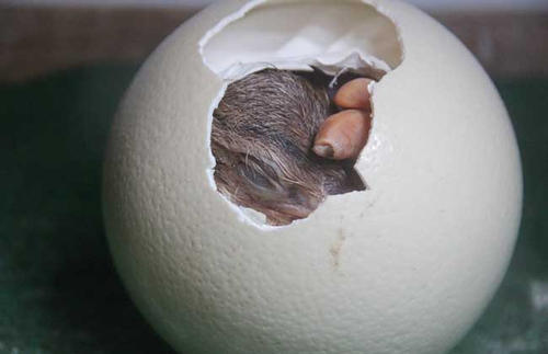 鸵鸟蛋孵化技术 鸵鸟蛋孵化技术图解