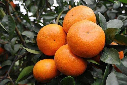 柑橘苗什么时候施肥，施肥要点有哪些