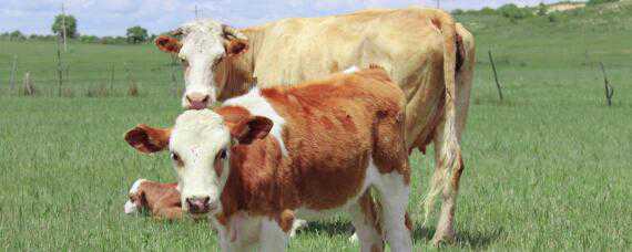 黄白花牛是什么品种（红白花牛是什么品种）