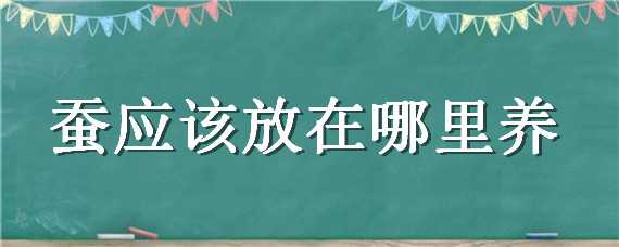 蚕应该放在哪里养（蚕应该放在哪里养活）