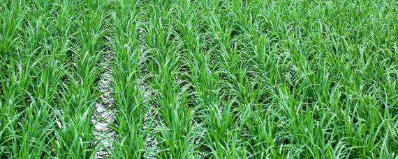 一亩地水稻多少盘秧苗 一亩地水稻多少盘秧苗合适