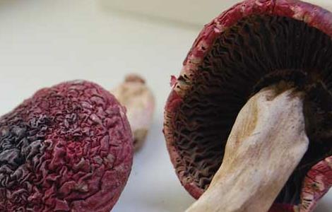 红菇的营养价值 玫瑰红菇的营养价值