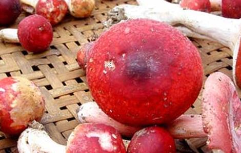 红菇的功效与作用及食用方法及禁忌 红菇的功效与作用及食用方法