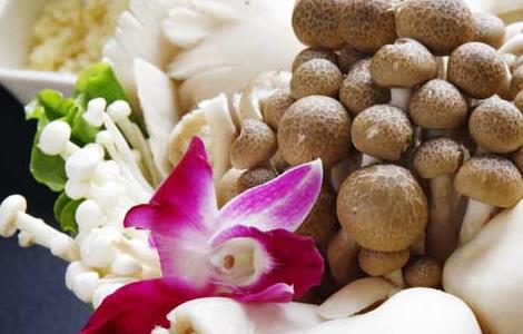 香菇的功效与作用及营养价值 香菇的功效与作用