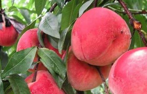 水蜜桃的功效与作用营养 水蜜桃的功效与作用