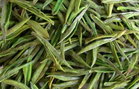 安吉白茶的功效与作用 安吉白茶的功效与作用有哪些?