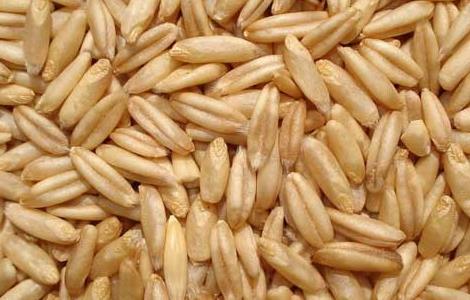 燕麦的功效与作用 燕麦的功效与作用及营养价值