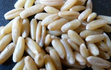 燕麦的营养价值 黑色燕麦的营养价值
