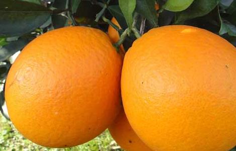 脐橙的功效与作用（脐橙的功效与作用及食用方法）