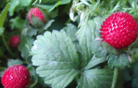 蛇草莓能不能吃 蛇莓可不可以吃