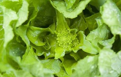 白菜苔的营养价值 白菜苔的营养价值高吗