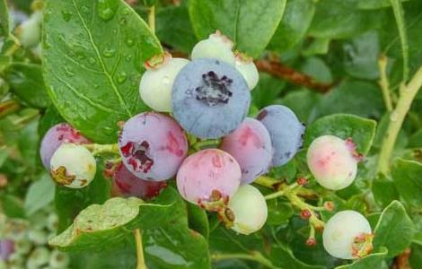 蓝莓可以连皮一起吃吗 蓝莓可以连皮一起吃吗有毒吗