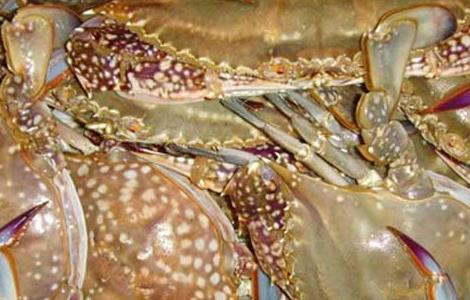 梭子蟹的养殖方法和过程 梭子蟹的养殖方法