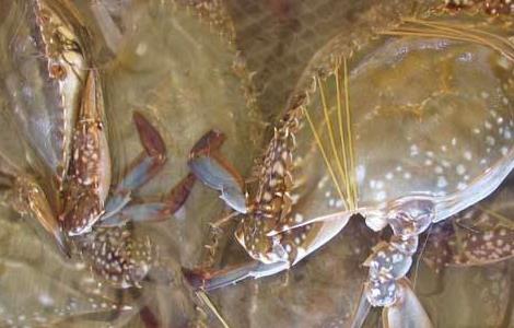 梭子蟹的日常管理 梭子蟹暂养技术讲解