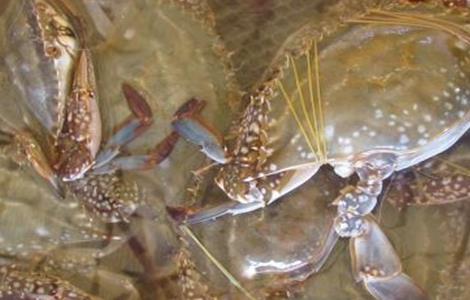 梭子蟹饲养方法 梭子蟹的高效混养方法