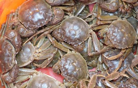 河蟹的饲养和管理 河蟹养殖的管理要点