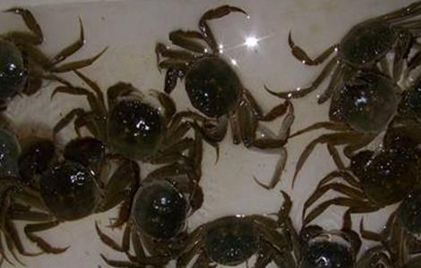 河蟹颤抖病的防治技术 河蟹抖抖病的有效防治方法