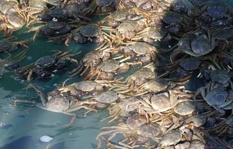 河蟹养殖模式和技术 河蟹养殖模式