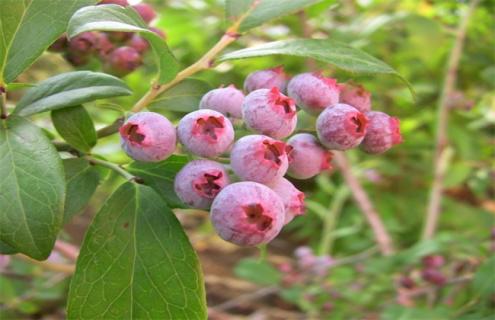 蓝莓常见品种 蓝莓常见品种图片