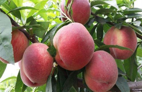 桃子常见种类及图片 桃子常见种类及图片介绍
