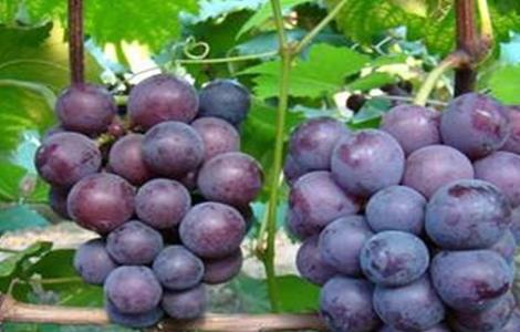 葡萄的功效与作用是凉性还是热性 葡萄的功效与作用