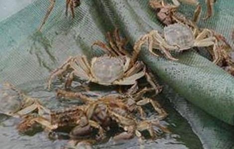 螃蟹的养殖风险有多大 螃蟹的养殖风险