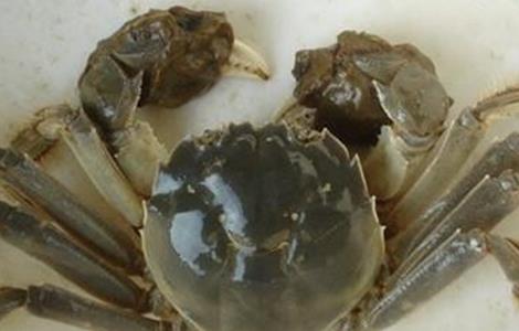 螃蟹养殖常犯的错误 养螃蟹要注意什么问题