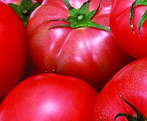 春季露天西红柿的种植技术 露天西红柿栽培技术
