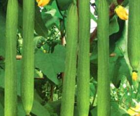 丝瓜的功效与作用的功能与主治与用量 丝瓜的功效与作用