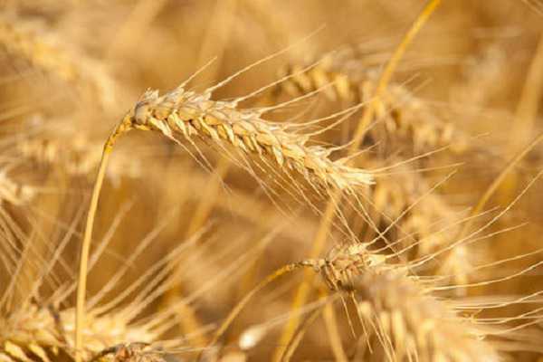 2020年小麦收割时间 收割时要注意什么