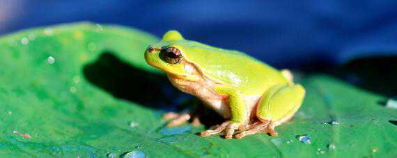 青蛙养殖亩产量多少斤 青蛙一亩产多少斤