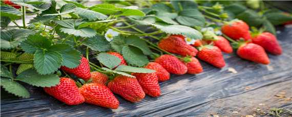 草莓的生长特点及环境 草莓的生长特点及环境描写